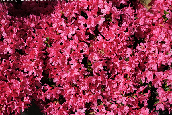 A sea of Rhododendrons Picture Board by Tom McPherson