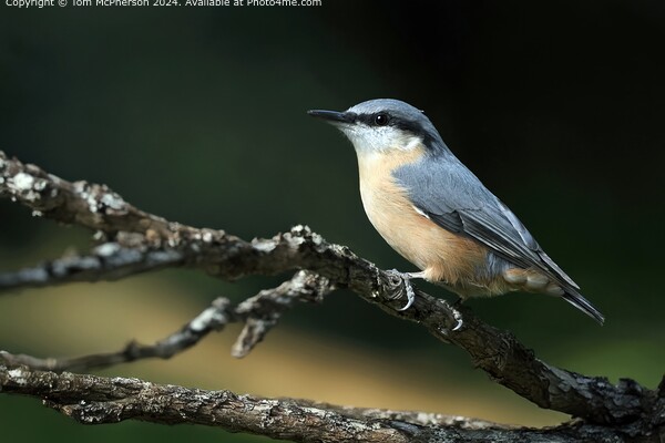 Nuthatch Picture Board by Tom McPherson
