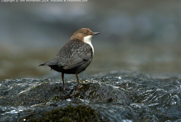 Dipper in the River Findhorn, Scotland Picture Board by Tom McPherson