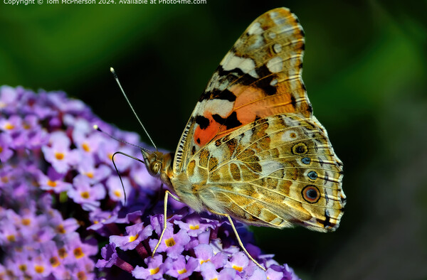 Vibrant Painted Lady Butterfly Migration Picture Board by Tom McPherson