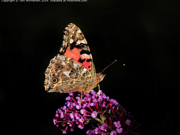 Vibrant Painted Lady Butterfly  Picture Board by Tom McPherson
