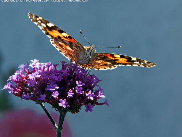 Painted Lady Butterfly Macro Picture Board by Tom McPherson