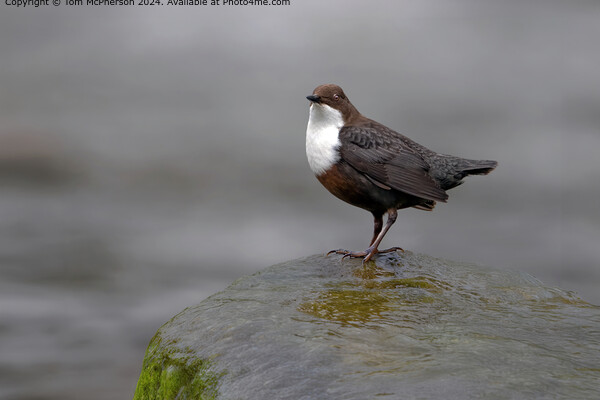 Dipper in the Rain Picture Board by Tom McPherson