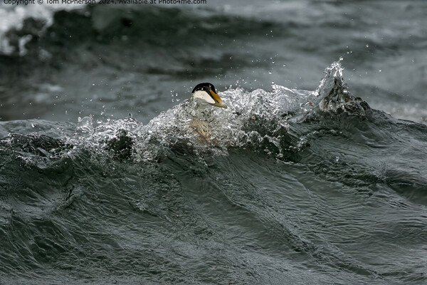 Eider Duck Surfing Picture Board by Tom McPherson