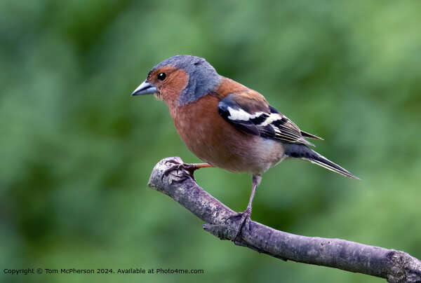 Chaffinch Picture Board by Tom McPherson