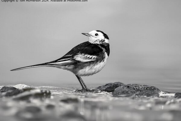 Pied Wagtail Monochrome Beauty Picture Board by Tom McPherson