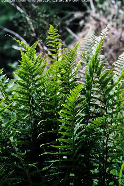 ferns  Picture Board by Tom McPherson