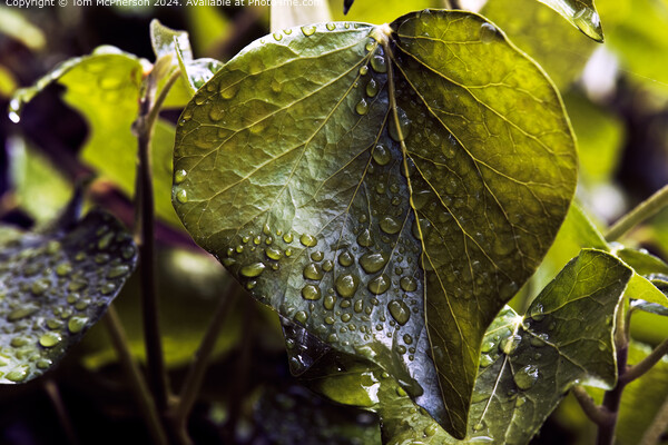 Raindrops on Ivy Leaves Picture Board by Tom McPherson