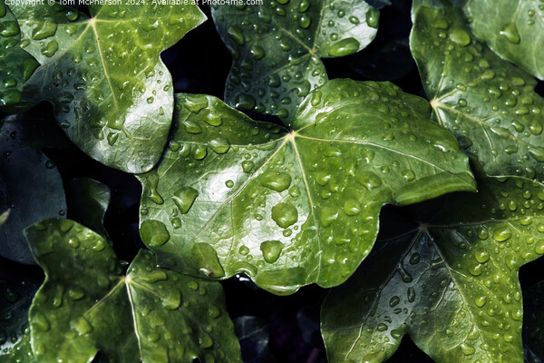 Raindrops on Ivy Picture Board by Tom McPherson