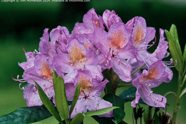 A rhododendron in the Rain Picture Board by Tom McPherson
