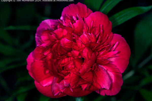 A ‘peony rose’ . Big blooms with lots of ruffles and charm Picture Board by Tom McPherson