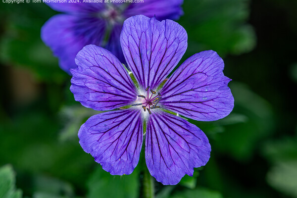 A Geranium hybrid Picture Board by Tom McPherson
