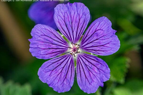 Geranium hybrid Picture Board by Tom McPherson