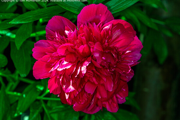 Peony Macro Picture Board by Tom McPherson