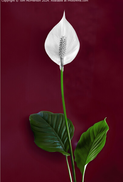 Peace Lily Picture Board by Tom McPherson