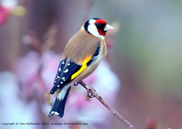 Colourful Goldfinch  Picture Board by Tom McPherson
