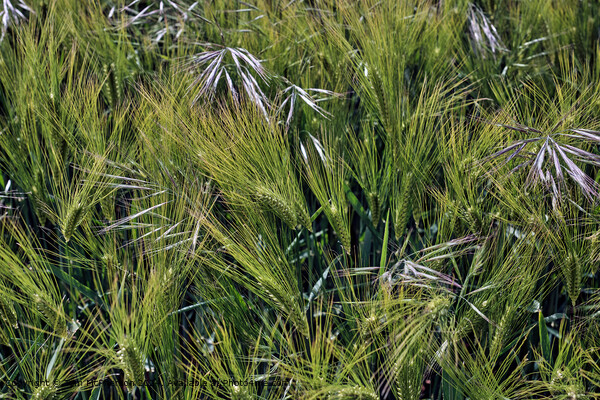 Barley Crop Macro Picture Board by Tom McPherson