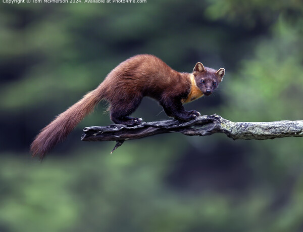 The European pine marten Picture Board by Tom McPherson