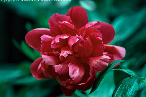 red peony rose bloom Picture Board by Tom McPherson