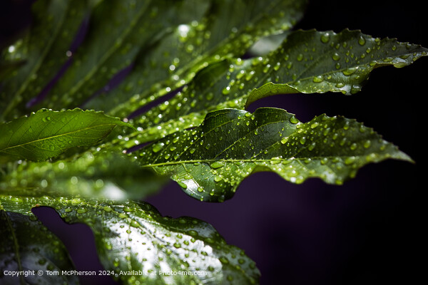 Dew-kissed Fatsia Japonica Picture Board by Tom McPherson