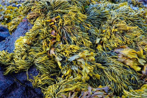Coastal Seaweed Reef Pile Picture Board by Tom McPherson