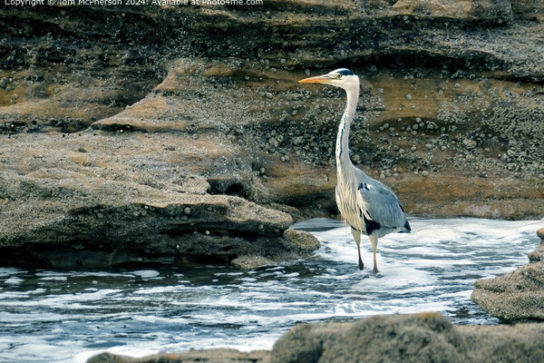Grey Heron Shore Bird Picture Board by Tom McPherson