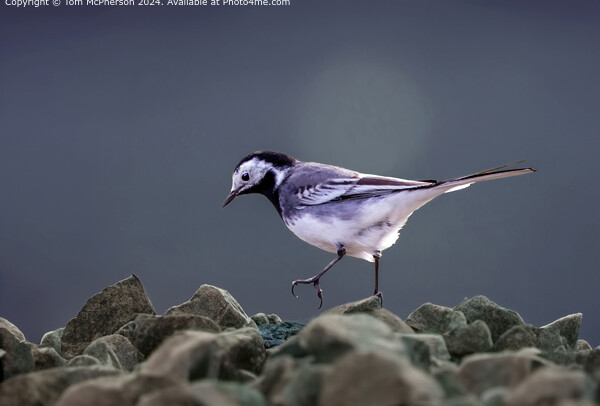 Pied Wagtail  Picture Board by Tom McPherson