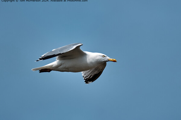 Herring Gull Flight  Picture Board by Tom McPherson