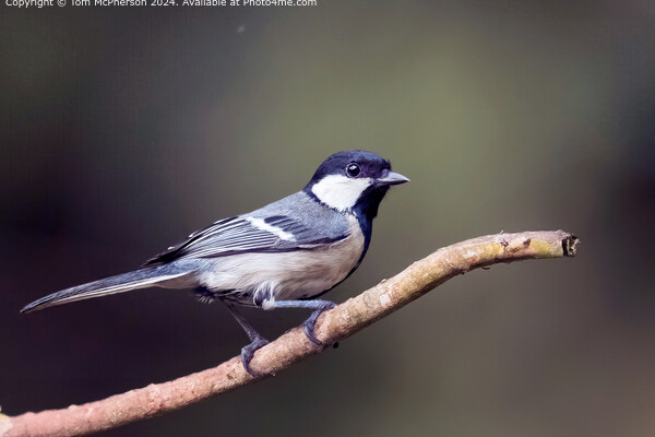 Great Tit Bird Nature Picture Board by Tom McPherson