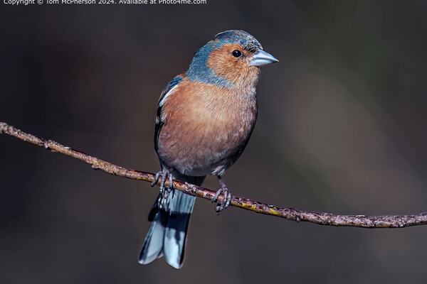 Colourful Chaffinch Bird Picture Board by Tom McPherson