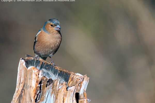 Colourful Chaffinch Bird Portrait Picture Board by Tom McPherson