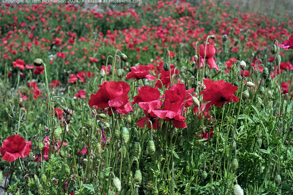 Field of Vibrant Red Poppy Flora Picture Board by Tom McPherson