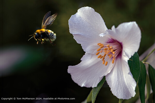 Bee Leaving a Mock Orange Picture Board by Tom McPherson