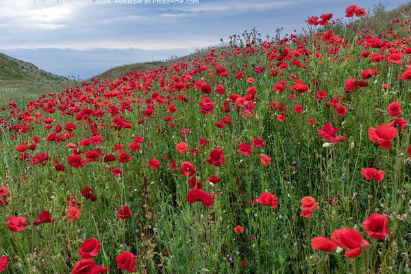 Vibrant Red Poppies Field Picture Board by Tom McPherson