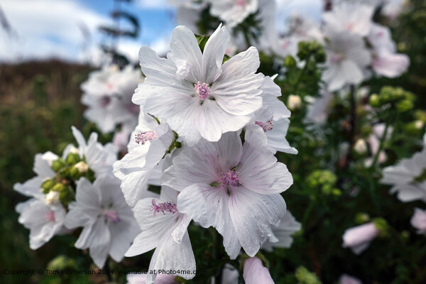 Musk Mallow Pink Saucer Picture Board by Tom McPherson