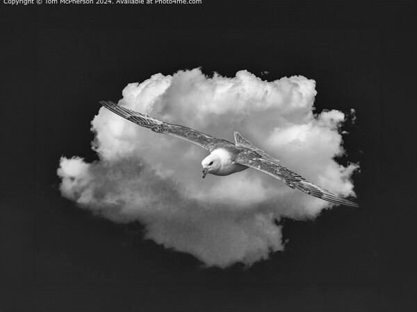 Black and White Fulmar in Flight Picture Board by Tom McPherson