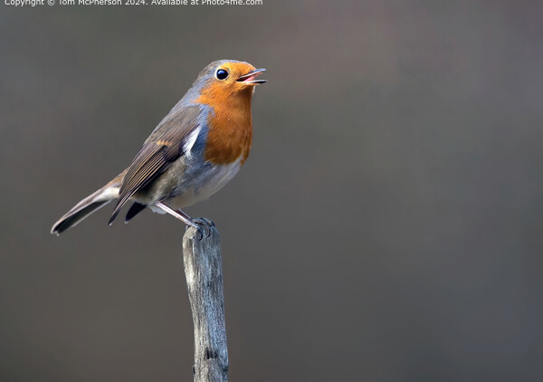 European Robin Redbreast Singing Picture Board by Tom McPherson