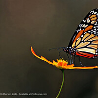 Monarch Butterfly