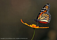 Click to show how this picture will look as a piece of wall art