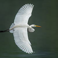 Buy canvas prints of Great Egret IV by Abeselom Zerit
