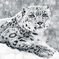 Buy canvas prints of Snow Leopard In Snow Storm III by Abeselom Zerit