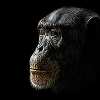 Buy canvas prints of Chimpanzee XXIV by Abeselom Zerit