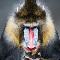 Buy canvas prints of Mandrill XIII by Abeselom Zerit