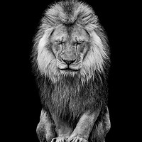 Buy canvas prints of African Lion VI by Abeselom Zerit