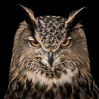 Buy canvas prints of Eurasian Eagle Owl V by Abeselom Zerit