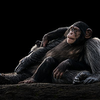 Buy canvas prints of Baby Chimpanzee and Mother by Abeselom Zerit