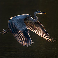 Buy canvas prints of Great Blue Heron in Flight VII by Abeselom Zerit