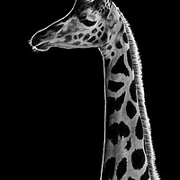 Buy canvas prints of Baringo Giraffe by Abeselom Zerit