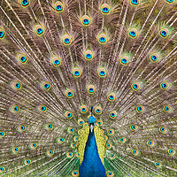 Buy canvas prints of Peacock Plumage by Abeselom Zerit