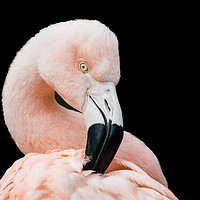 Buy canvas prints of Chilean Flamingo V by Abeselom Zerit